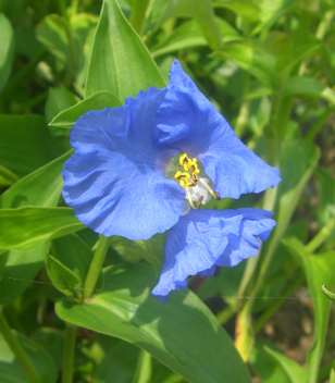 あおばなのアップ