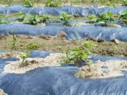 さつまいも育成中