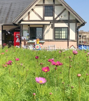 コスモス育成中